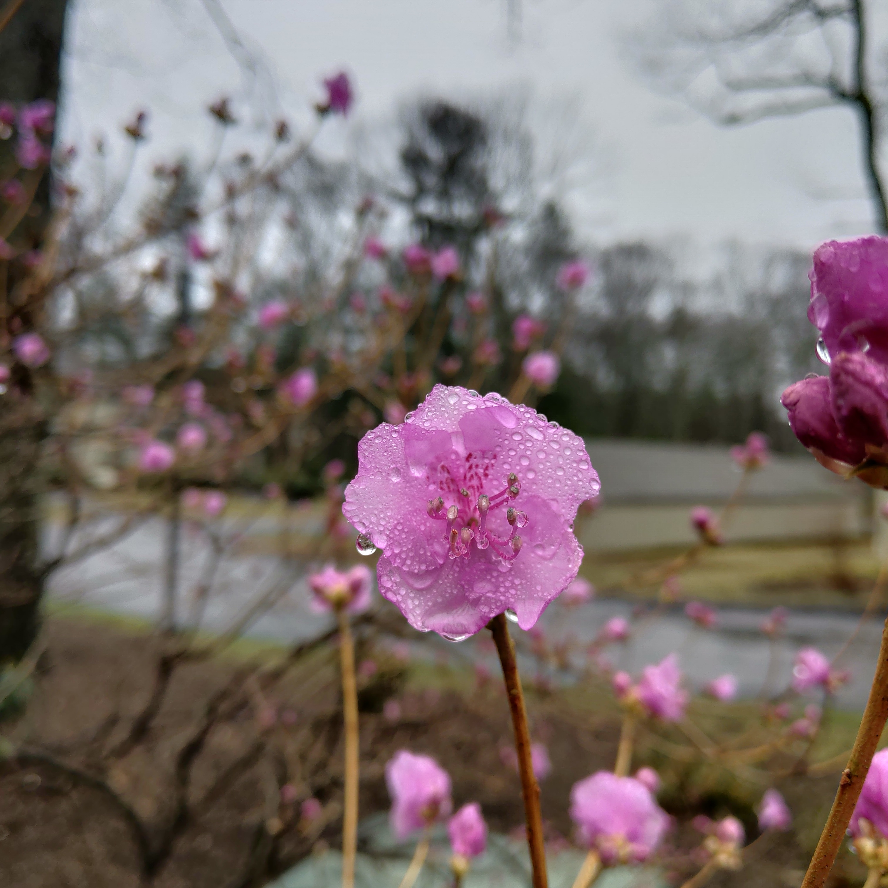 wet pink flower